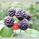 강인문농장 이미지