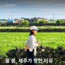 제주와봄 이미지