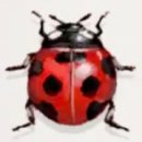 칠성목장 이미지