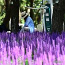 곰솔주단 이미지