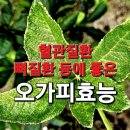 오가피(오갈피) 효능 이미지