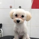 애플동물병원 이미지