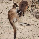 호주면세점 안양중앙시장점 | 시드니/멜버른 완전정복 10일 패키지 여행 떠나기 전에 꼭 알고 가셔요~ 2편