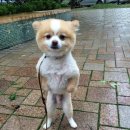 하룻강아지 이미지