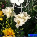 프리지아 이미지