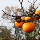 고산농장 이미지