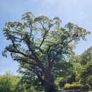 이팝나무길 이미지