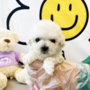 베베독 강아지분양 대구본점 이미지