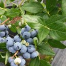 남평농장 이미지