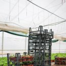 삼조농장 이미지