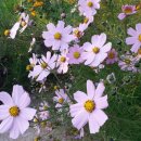 모화1리 이미지