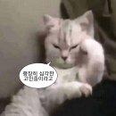 [내돈내산] 내 미래는 어떻게 될까? 전화타로 vs영타로 생생후기와 추천 업체는?!