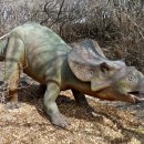 프로토케라톱스 이미지