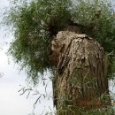바오밥나무에 이어 호양림 이미지