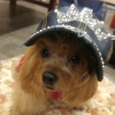 개 이쁘개 이미지