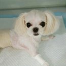 아진동물병원 이미지