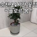 북정장식인테리어 | 순천무인꽃집 플로르봄 순천대 근처 24시간 꽃집에서 화분 데려온 후기