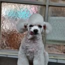 달이네 애견미용실 이미지