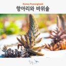 평택 여행 청북 농장 항아리와 바위솔 와송 직거래 판매와 9월 고구마 체험