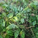 우리가족약초건강차 이미지