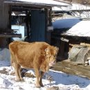 고향한우 이미지