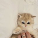 왕발고양이 | 시흥고양이 왕발고양이에 다녀온 솔직 후기입니다