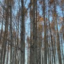 멍레스트 이미지