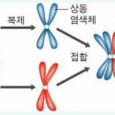 샤론의 2가염색체.swf 이미지