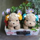 개 이쁘개 이미지