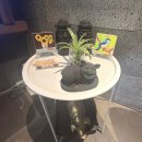 래돈 | (군포 장어맛집) 장어부터 고기까지 즐기는 무한리필 천국! 무한리필 퀄리티가 좋은 “래돈” 다녀온 후기