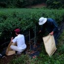 이제, 단양 이미지