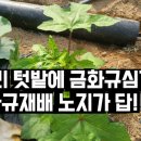 금화규재배 짜투리땅에 심기완료 하우스보다 노지재배가 답인듯 이미지