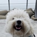 내포조은동물병원 이미지