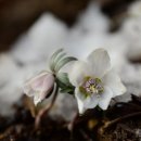 이른봄의 서정 이미지