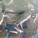 남해어시장 이미지