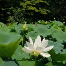 불설장수멸죄호제동자다라니경 이미지