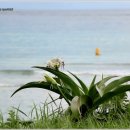 문주란 자생지 이미지