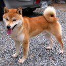 왕초켄넬 이미지