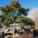 동부초등학교 이미지