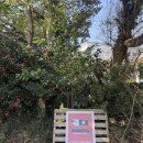 남원읍-67 | <제주> 모모스튜디오 가족스냅 후기