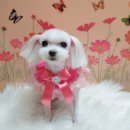 나나애견미용 이미지