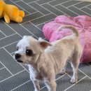 정말로동물병원 | 일산 올리브동물병원 침치료 후기 (1달 반 변화)