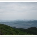 꿩대신닭 이미지