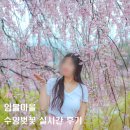 마령면덕천보건진료소 | 거창 가볼만한 곳 수양벚꽃 명소 임불마을 실시간 개화 현황(26.04.09 기준)