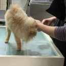 퍼니펫 동물병원 이미지