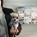 카라말티즈 이미지