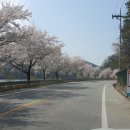 음성 사정 저수지 주변 벚꽃 풍경 이미지
