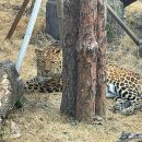 신축호랑이사 | 국내 3위 전주 동물원 겨울 느낌 당일치기 여행