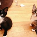 형제동물병원 이미지