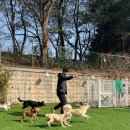 동물보육원 김포지부 이미지